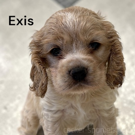 puppy, for, sale, Cocker Spaniel, Joe & Cherri  Overlease, dog, breeder, Miller, MO, dog-breeder, puppy-for-sale, forsale, nearby, find, puppyfind, locator, puppylocator, aca